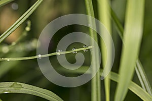 Dew drops in the morning, dew on the grass