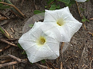 Dew drops on Morning Glories