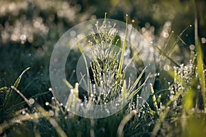 Dew drops in the morning sun with beautiful glitter bokeh