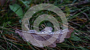 Dew drops on oak leave