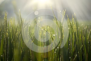 Dew drops on paddy leaves under sunrise light