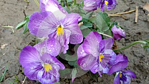 Dew drops on pancy flowers