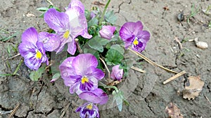 Dew drops on pancy flowers