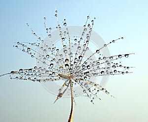 Dew drops on a part of dandelion - against the blue sky