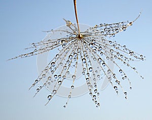 Dew drops on a part of dandelion - against the blue sky