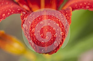 Dew drops on the petal of a red garden lily