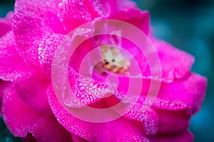 Dew drops in the petals of a pink rose in the morning