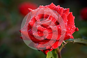 Dew drops on petals of red rose.