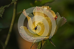 Dew drops on the petals of yellow budding rose, flower of the woody perennial flowering plant of the genus Rosa , Rosaceae. Winter