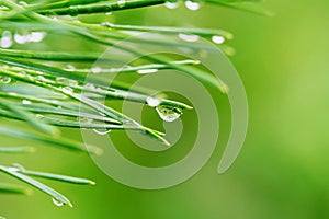 Dew drops on pine needles