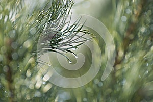 Dew drops on pine needles