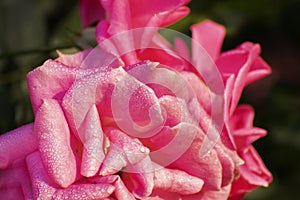 Dew drops on pink rose petals, romantic, nature stock image. Rose, woody perennial flowering plant, genus Rosa , family Rosaceae.