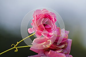 Dew drops on pink rose petals, romantic, nature stock image. Rose, woody perennial flowering plant, genus Rosa , family Rosaceae.