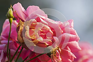 Dew drops on pink rose petals, romantic, nature stock image. Rose, woody perennial flowering plant, genus Rosa , family Rosaceae.