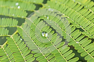 Dew drops on plant - water droplets on leaf