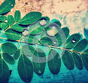 Dew drops residing on a leaf