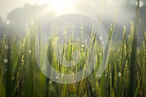 Dew drops on a rice paddy field