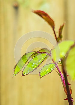 Dew drops on a rose leaf