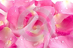 Dew drops on rose petals photo
