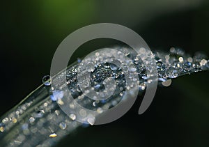 Dew drops sparkling like diamonds