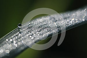 Dew drops sparkling like diamonds