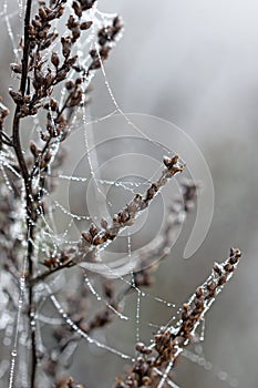 Dew drops on spider cobweb