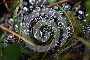 Dew drops in a spider net