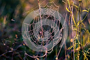 Dew drops on the spider web