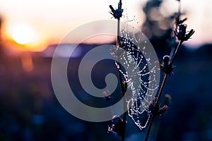 Dew drops on the spider web