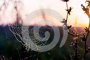 Dew drops on the spider web