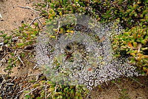 Dew drops on a spider web attracts thirsty insects
