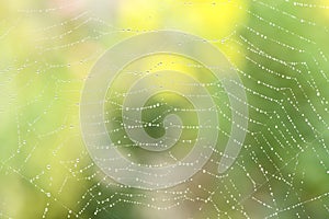 Dew drops on spider web