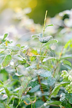 Dew drops on a spider web