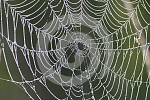 Dew Drops on Spiderweb