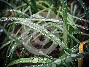 Dew drops on spring grass