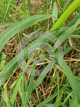 dew drops on the surface of the blade of green grass