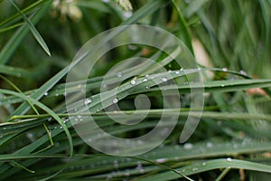 Dew drops on thin long blades of grass. Garden nature in the morning after rain