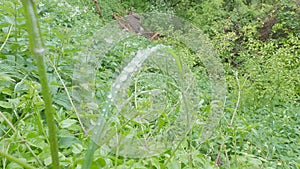 Dew drops on thin plant leaf early morning among green grass in park on nature.