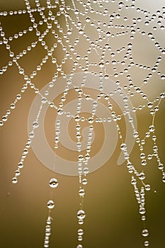 Dew drops trapped in spider web