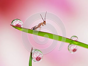 Dew drops under the sunshine