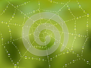 Dew drops on the web with nature background. Vector illustration