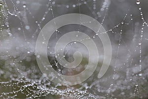 Dew drops on web threads - natural abstraction, backgrounds, textures.