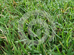 The dew drops are worthy of the grass