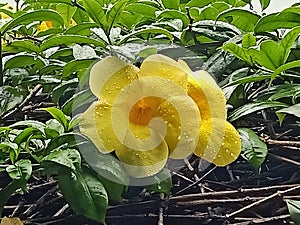 dew drops on yellow flowers in the yard.  tetesan embun pada bunga kuning. photo