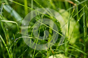 Dew drops on young green grass on a Sunny summer morning in a meadow, close-up, selective focus.