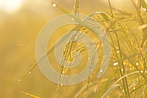 Dew on the ear of paddy and leaves of rice with Sunrise in the m