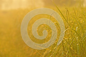 Dew on the ear of paddy and leaves of rice with Sunrise in the m