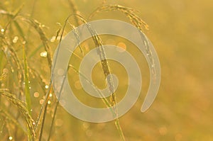 Dew on the ear of paddy and leaves of rice with Sunrise in the m