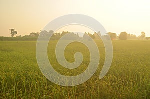 Dew on the ear of paddy and leaves of rice with Sunrise in the m