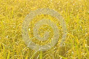 Dew on the ear of paddy and leaves of rice with Sunrise in the m